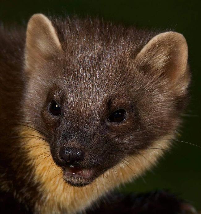 Pine Marten