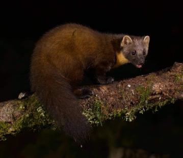 Pine Marten