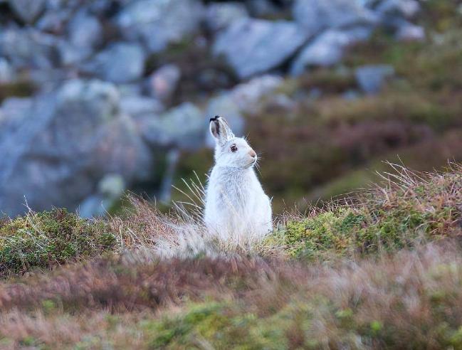 Mountain Hare