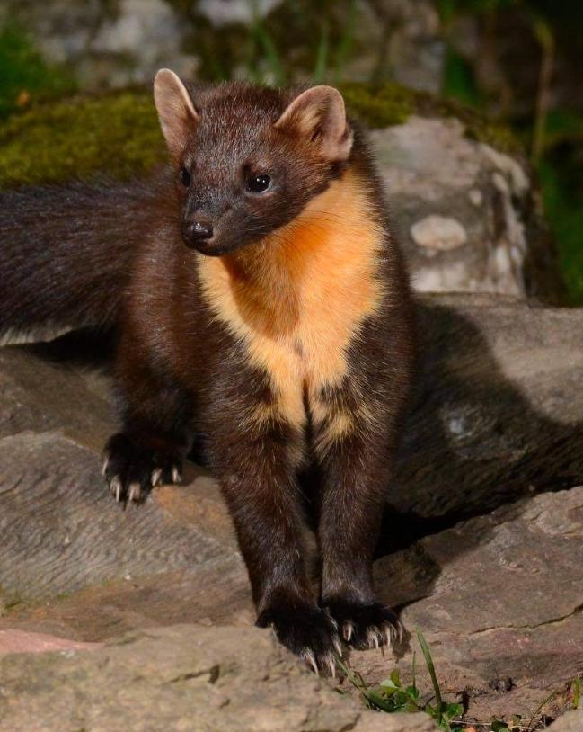 Pine Marten