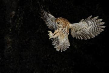 Tawny Owl