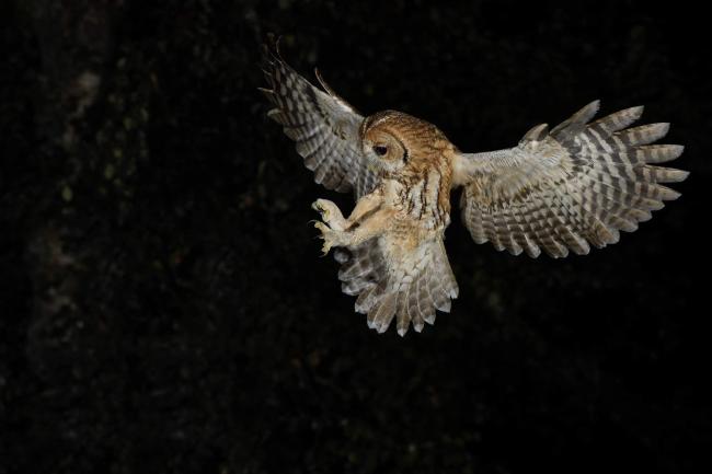 Tawny Owl