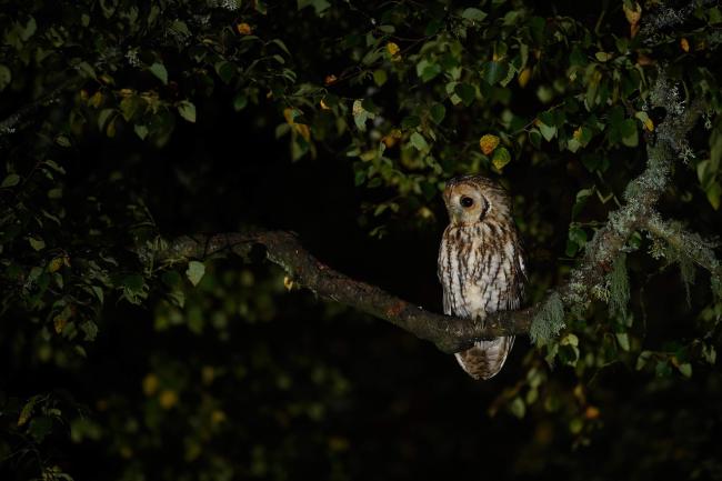 Tawny Owl