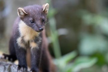 Pine Martens