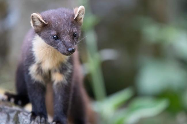 Pine Marten (Credit Sue Johnson)