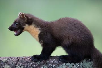 Pine Marten (Credit Sue Johnson)