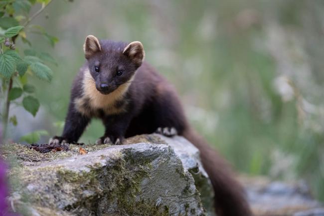 Pine Marten (Credit Sue Johnson)