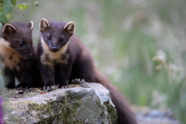 Pine Martens (Credit Sue Johnson)