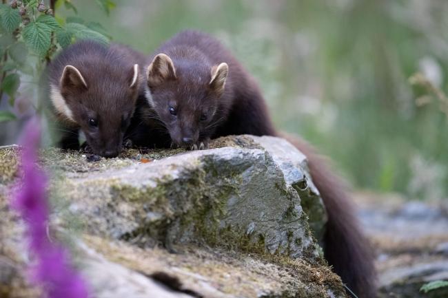 Pine Martens (Credit Sue Johnson)