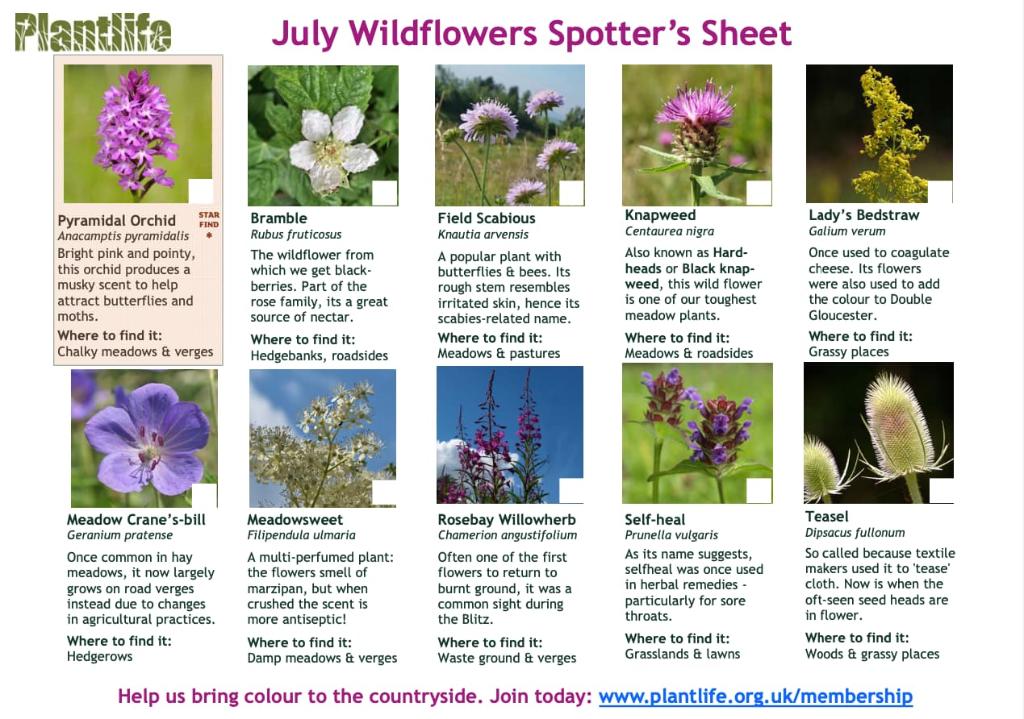 Wildflower Spotting Sheets July and August - Outdoors with the Bailies