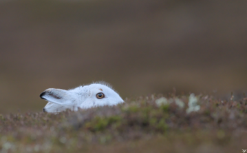 Mountain Hare