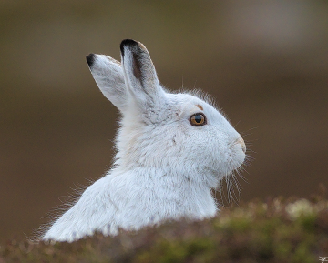 Mountain Hare