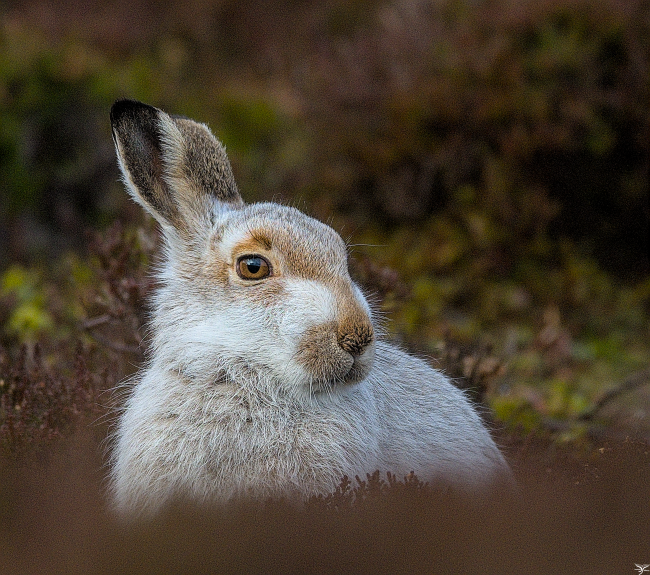 Mountain Hare