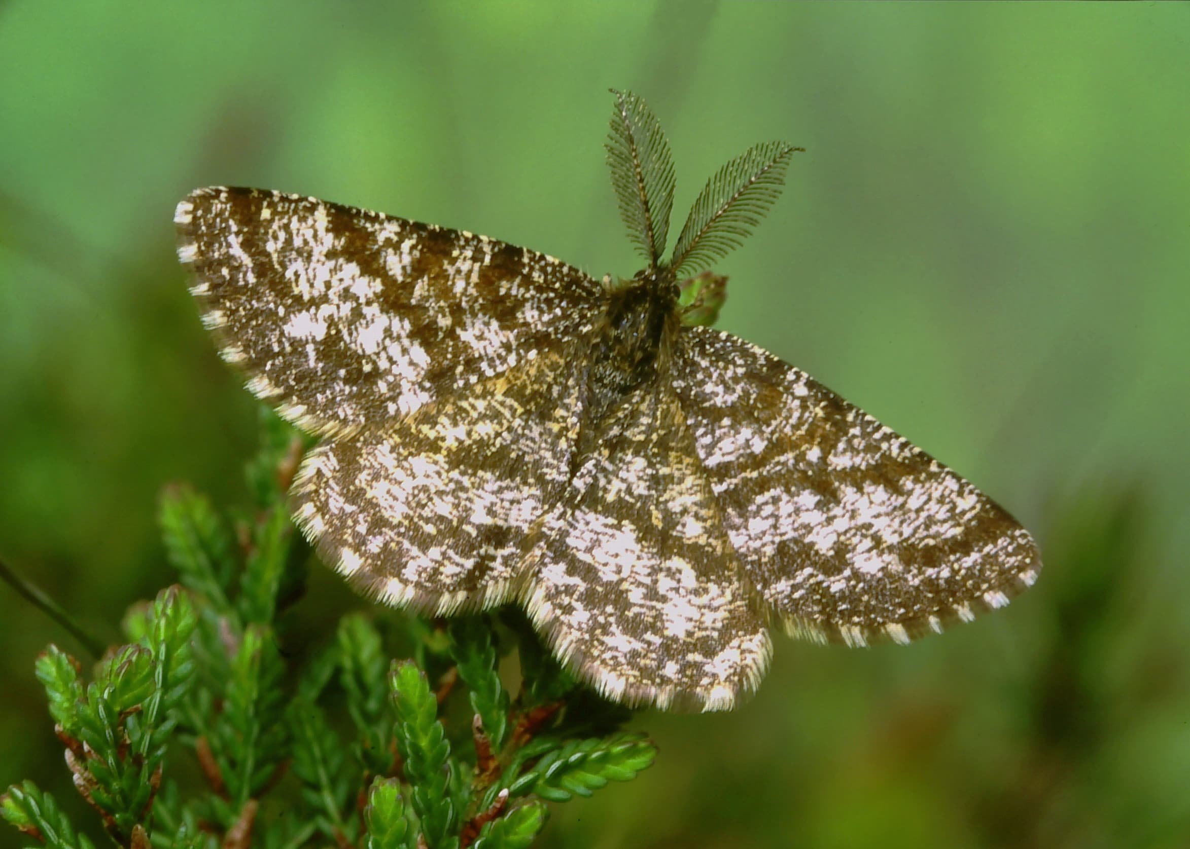 Poplar Hawk-moth  Butterfly Conservation