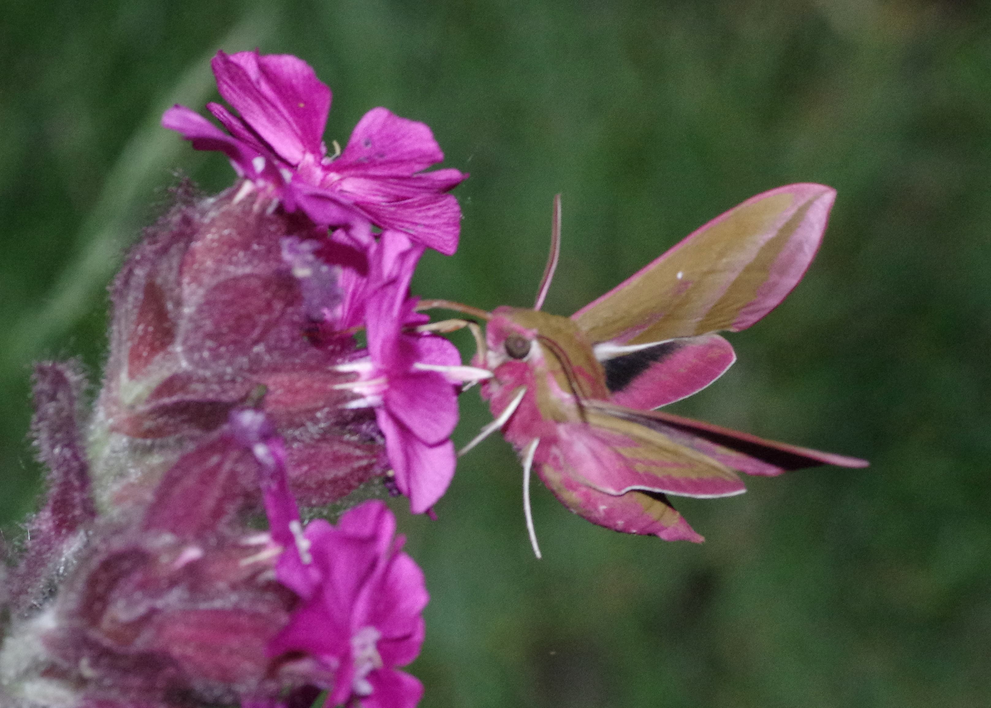 https://www.juniorbailies.org.uk/images/d2-elephan-hawk-moth-nectaring-large-r1.jpg