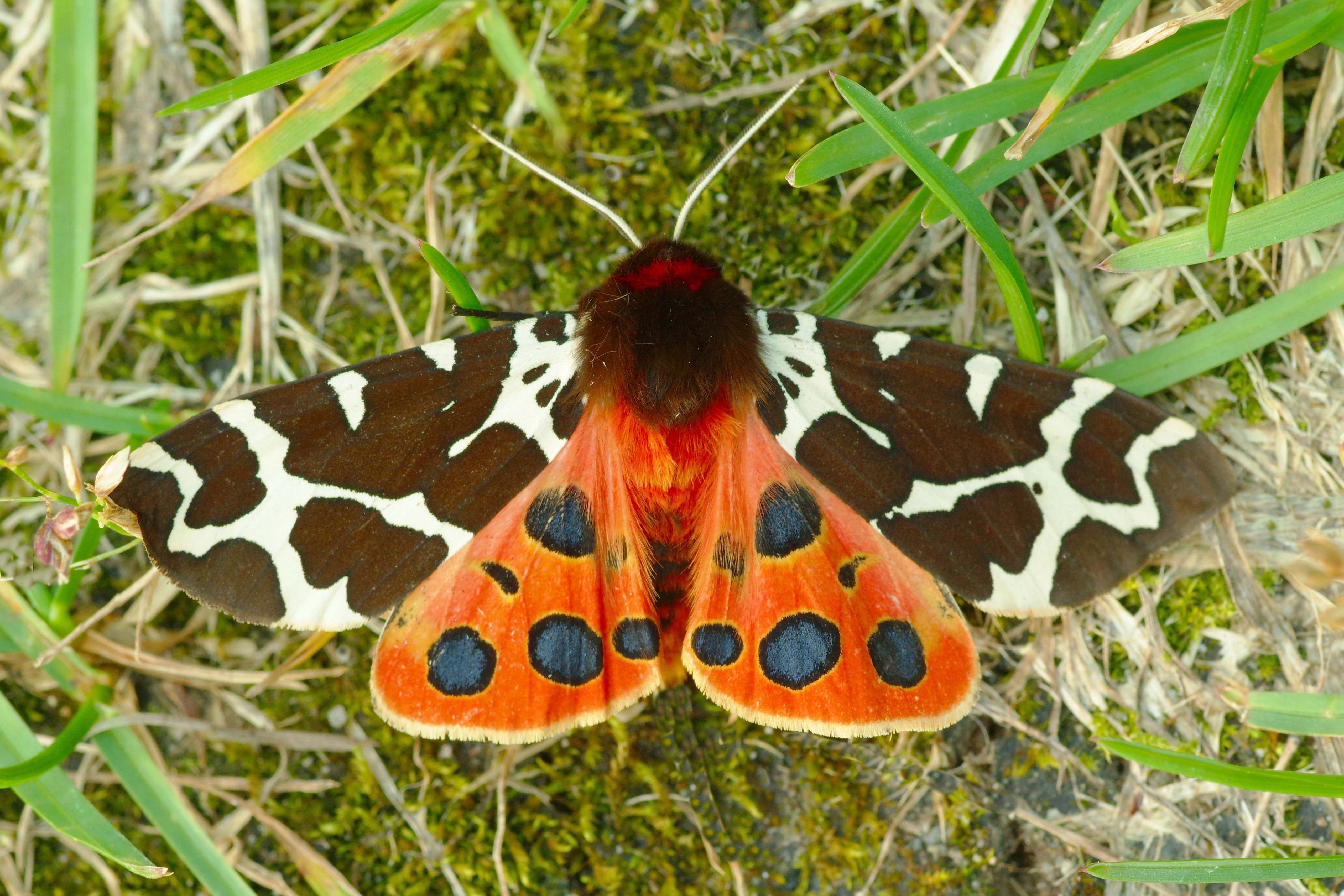 Moths eating your clothes? It's actually their hungry little