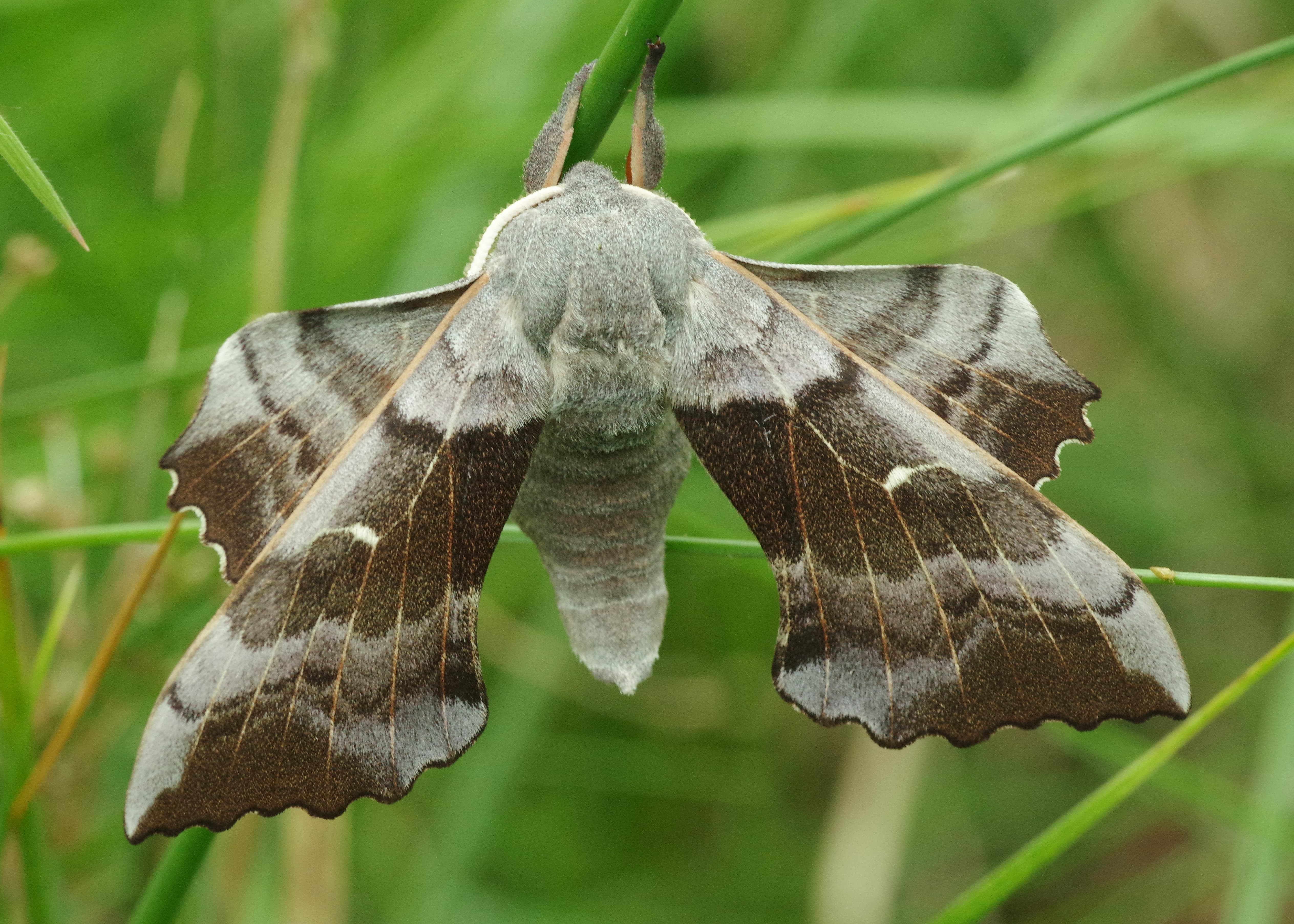 Poplar Hawk-moth  Butterfly Conservation